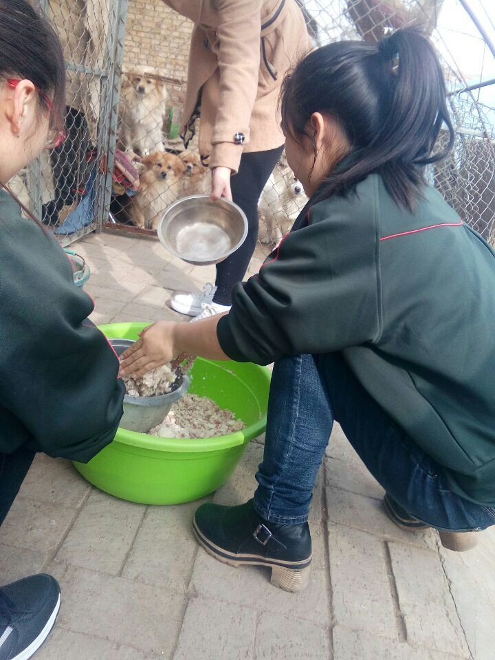 教科学院青年志愿者队走进大同市“汪汪之家”